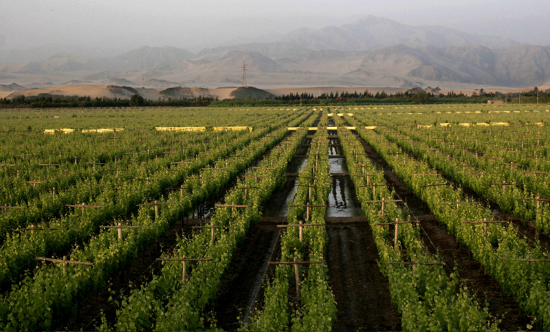 Entre las diez mayores exportadoras agrícolas, sólo tres son argentinas