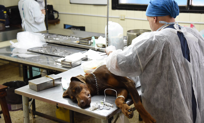 El Imusa actualiza el Registro Único de Mascotas