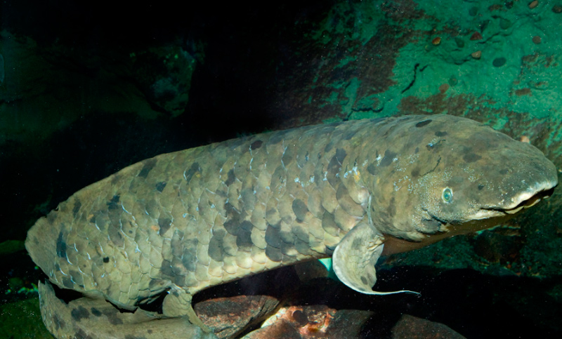 Muerte asistida para el pez criado en cautiverio más longevo del mundo