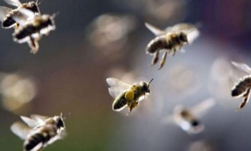 Un hombre de 94 años murió tras ser atacado por abejas en su casa