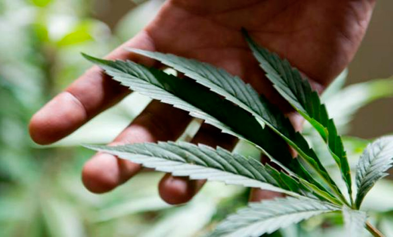 En Córdoba unos abuelos se refugiaron en las Sierras y viven de cultivar marihuana