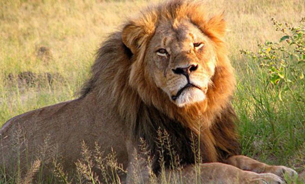 La caza de leones y osos alteró el ecosistema de Sudamérica