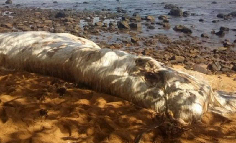 El cuerpo de un animal desconocido sorprende en la costa de Filipinas
