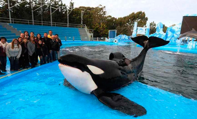 Piden por la liberación de la orca de Mundo Marino