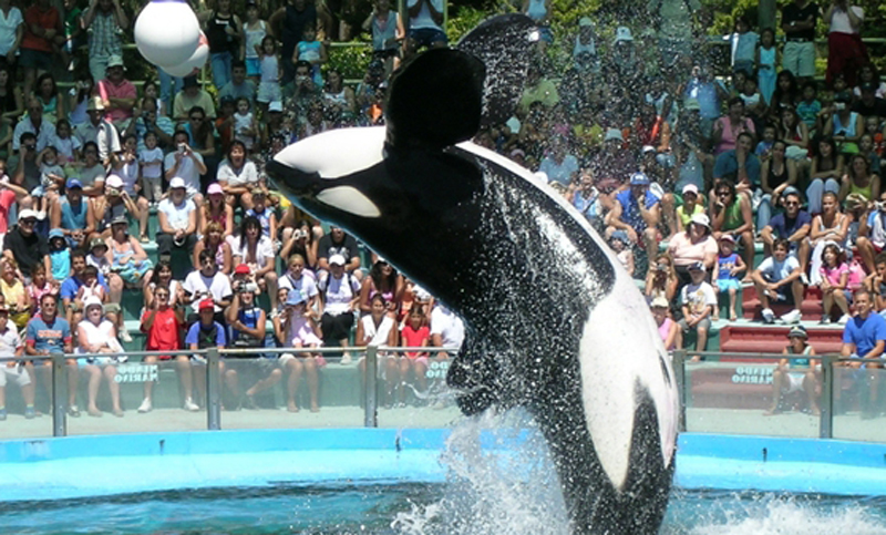 Denuncian maltrato animal en los espectáculos de Mundo Marino