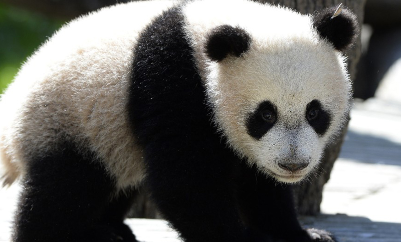 Una panda gigante vuelve a China, la tierra de sus ancestros
