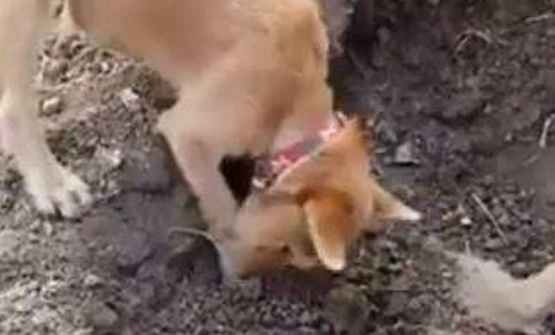Un perro enterró a su hermano tras ser atropellado por un vehículo
