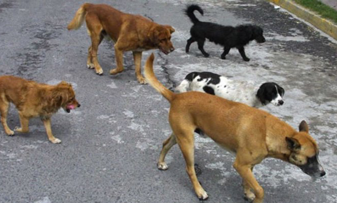 Matan perros que se encontraban en un refugio en Córdoba