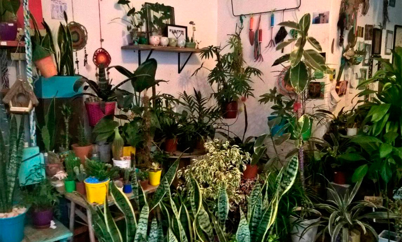 Crece el número de planterías en la ciudad