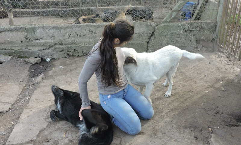 Protectora Sarmiento necesita voluntarios para cuidar 130 perros