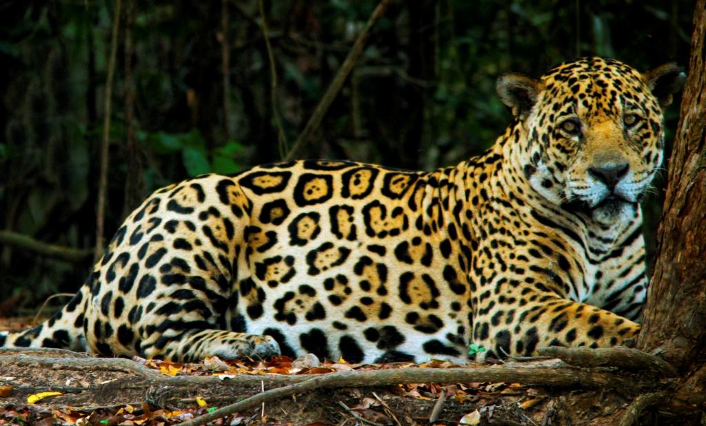 Piden más áreas protegidas para cuidar especies en peligro