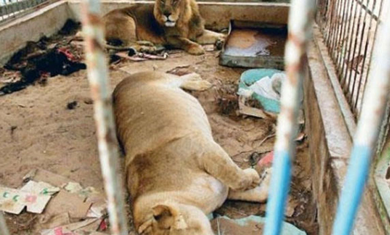 Finalmente cierran un cuestionado zoológico en Gaza