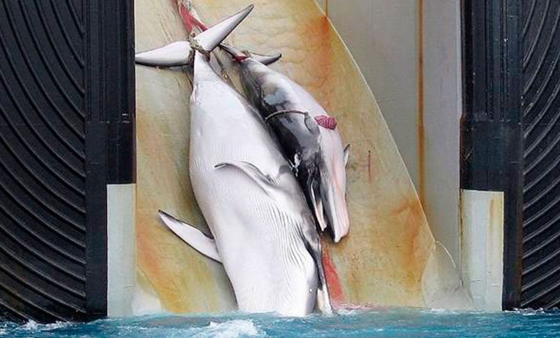 Japón mata 333 ballenas en su polémica campaña anual en el Antártico