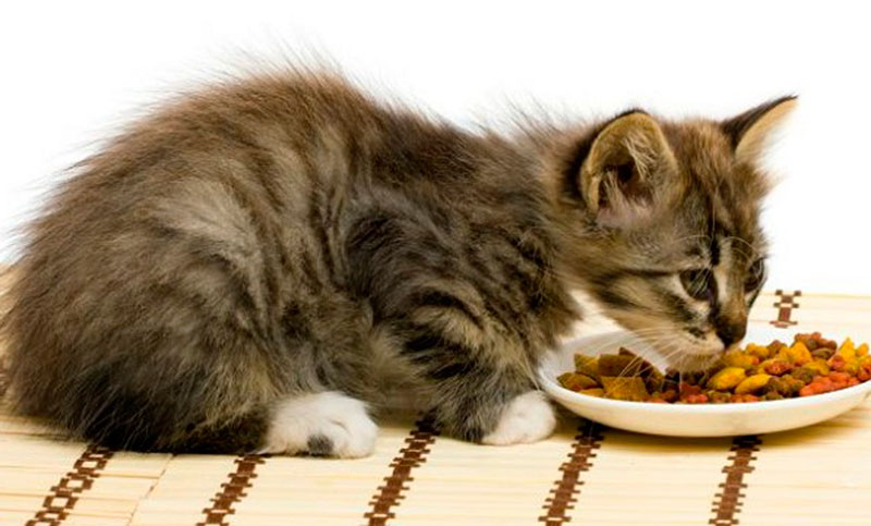 ¿Sabemos cuántas veces al día deben comer los gatos en casa?