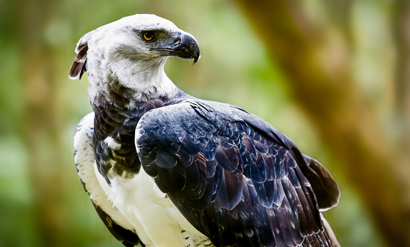 Avistan en Jujuy a dos ejemplares de águilas con grave riesgo de extinción