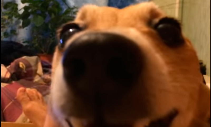 El perro que habla, un nuevo fenómeno viral en las redes