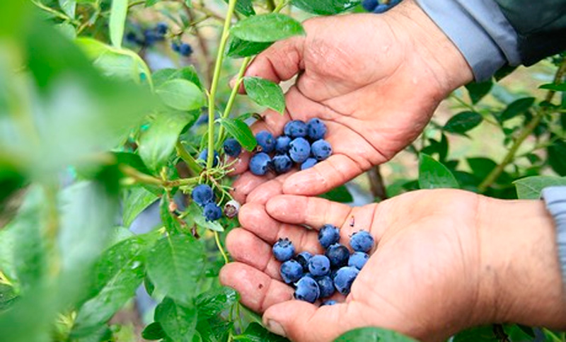 La amargura del productor de arándano