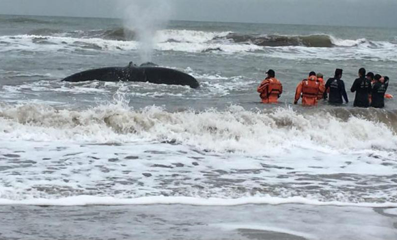 Devuelven al mar una ballena que había encallado en Mar del Plata