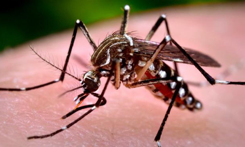 Hasta el momento son 13 los casos de dengue confirmados