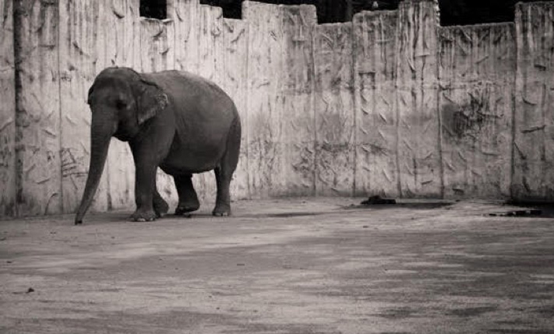 Intentan liberar a un elefante que hace 40 años vive en soledad