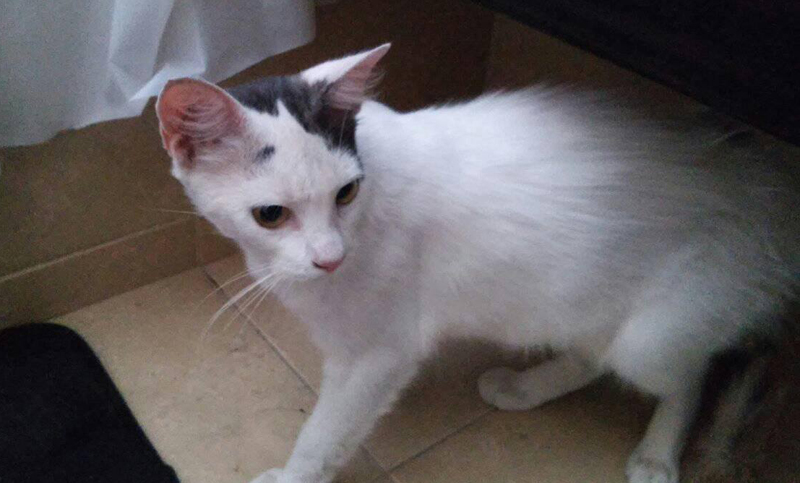 Se busca una familia para una gatita que vivía en la calle