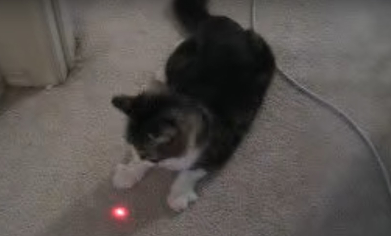 El video del gato que persigue incansablemente a la luz
