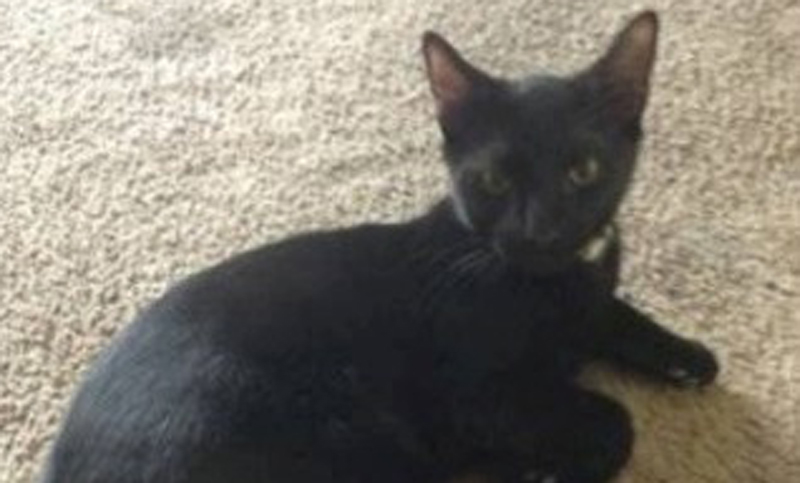 Un hombre busca a la familia de un gato luego de robarlo estando borracho