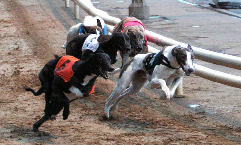 Londres: las carreras de galgos van a desaparecer en los próximos días