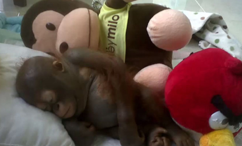 Un orangután bebé se recupera luego de vivir enjaulado y no recibir comida