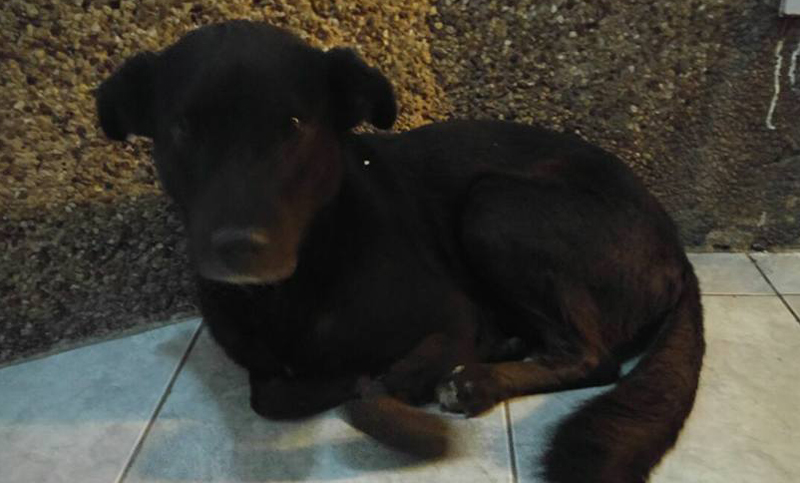 Un perrito apareció en la entrada de un edificio y ahora le buscan un hogar