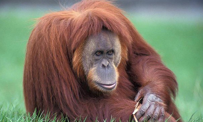 La Justicia pide que se informe sobre el estado de salud de una orangutana