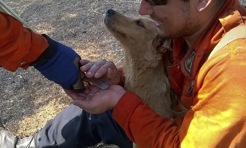 Un perro se cayó al agua y una persona se tiró para rescatarlo