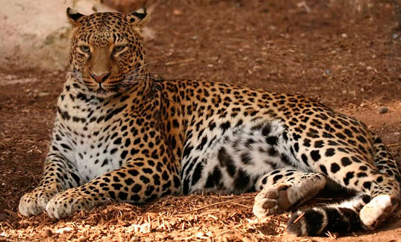 El Jaguar o el Berrendo, las otras víctimas del muro de Trump
