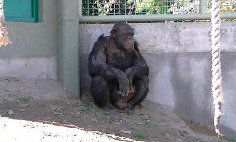 Chimpancé liberada en Argentina llegó a Brasil para vivir en santuario natural