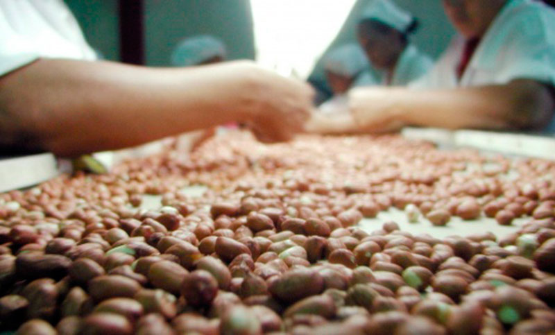 Según el Inta, producción de maní argentino crecerá un 32%