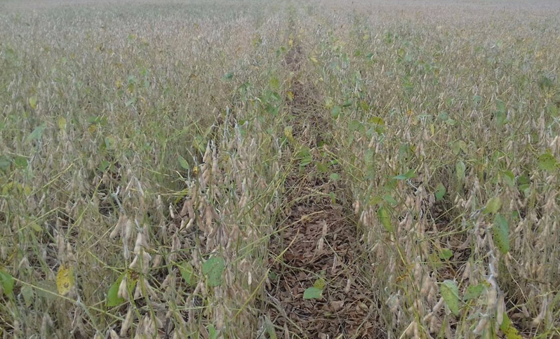 Se elevó a un millón de hectáreas la superficie perdida en el cultivo de soja