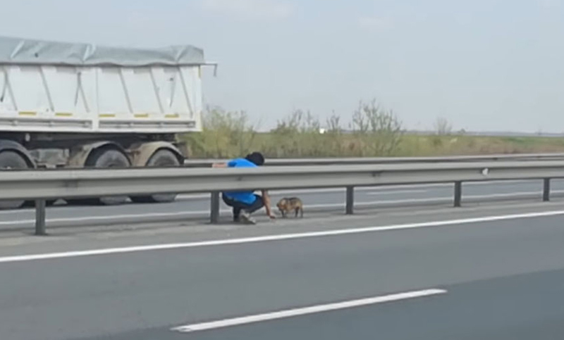 Un veterinario rescató a un perro que fue abandonado en la ruta