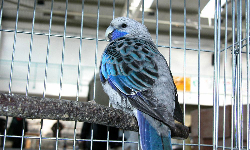 Más de 450 aves exóticas fueron rescatadas antes de ser vendidas