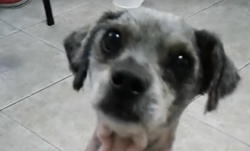 Felipe, un perro “muy dócil” que fue abandonado busca un hogar