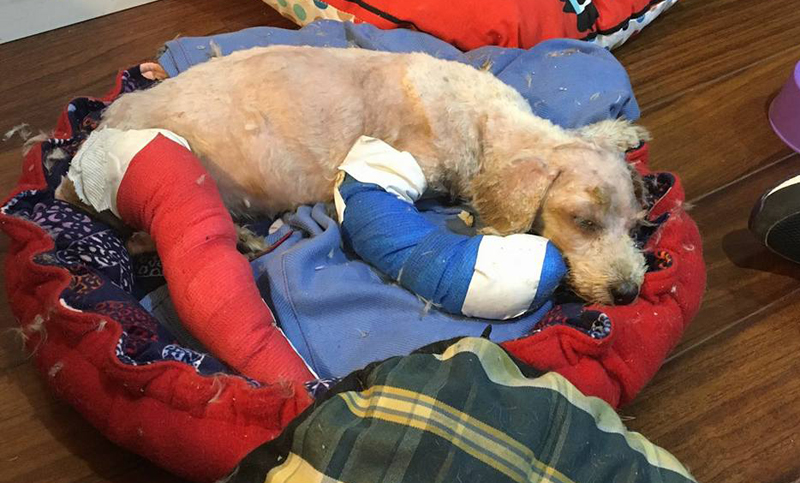 Helena, una perrita que fue atada y abandonada, busca una familia