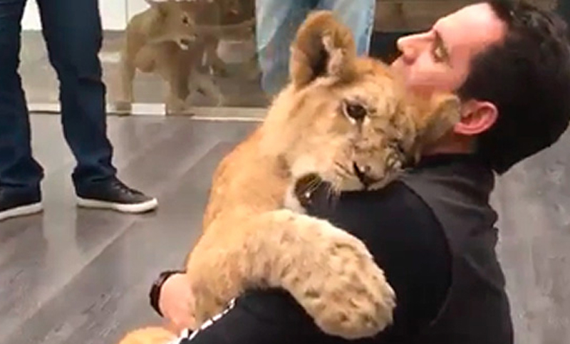 Ayrton, un león que parece un gatito y se abraza con su cuidador