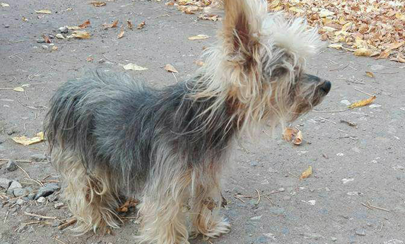 Un perrito perdido en Funes busca a su familia