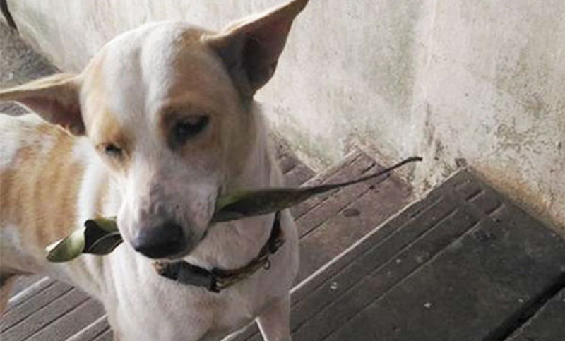 Un perro callejero le agradece con regalos a la mujer que lo alimenta
