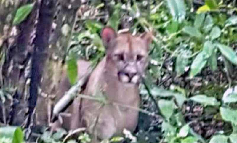 Capturaron y trasladaron al puma buscado en Parque Nacional Iguazú