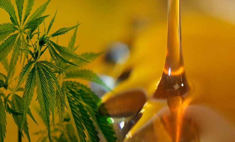 Cannabis medicinal: «Juntamos firmas porque necesitamos la autorización para importar flores»