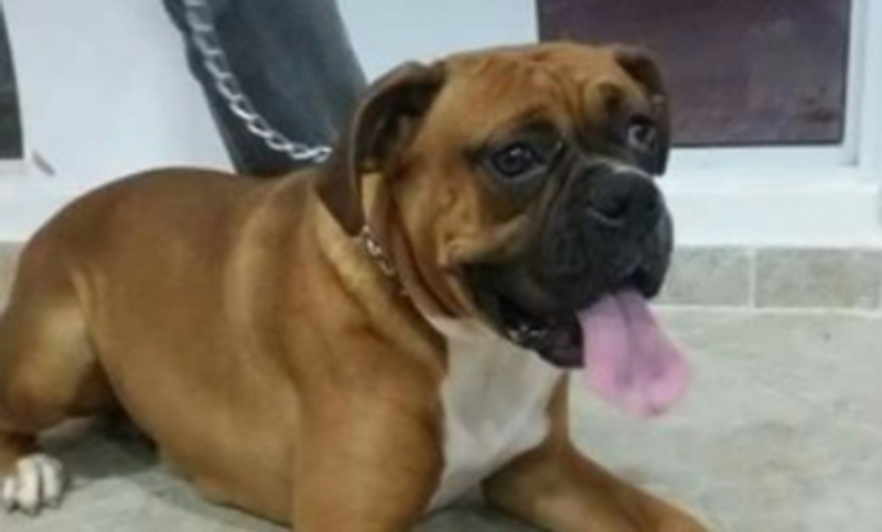 Buscan que Reina se reencuentre con su familia