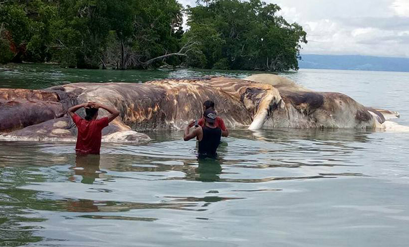 Un animal gigante y desconocido fue hallado en Indonesia