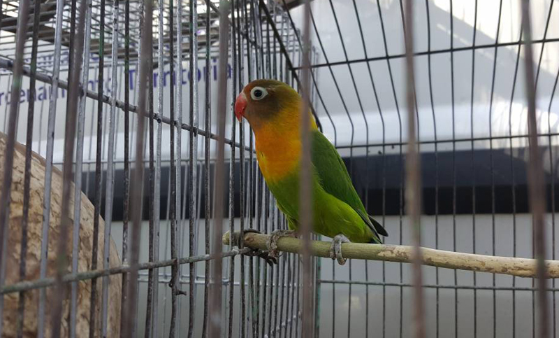 Rescatan animales exóticos cuyo destino era el mercado ilegal