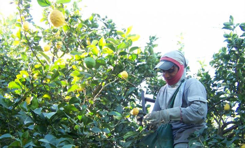 Trabajadores del limón acordaron un aumento de 31% en paritarias
