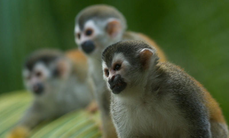 Hallan 37 monos y otros animales para la venta en Corrientes